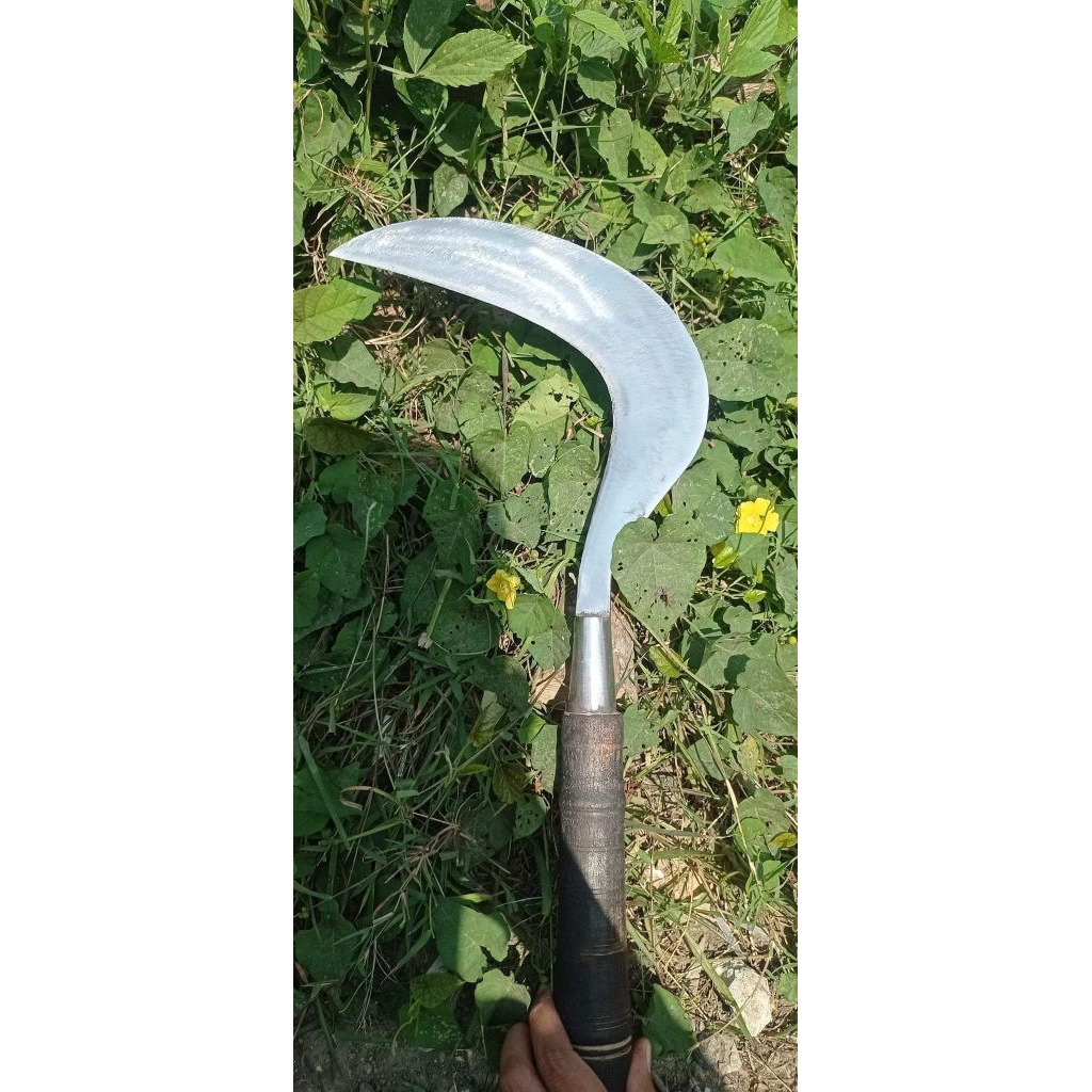 sabit rumput gajah dan ranting