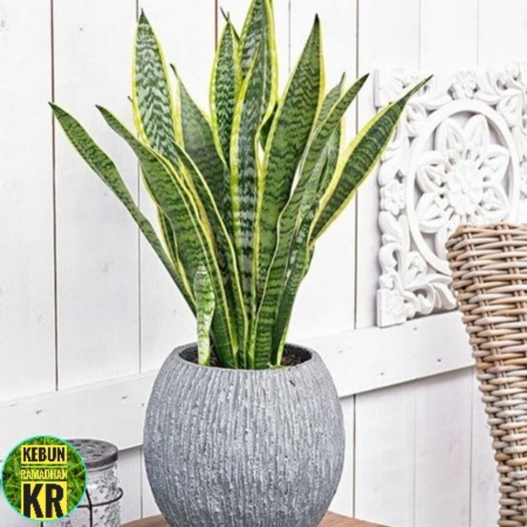 TANAMAN SANSEVIERIA TINGGI MIN 40_50_70CM LIDAH MERTUA SENSIVERA PERPOHON ISI 3_4 DAUN