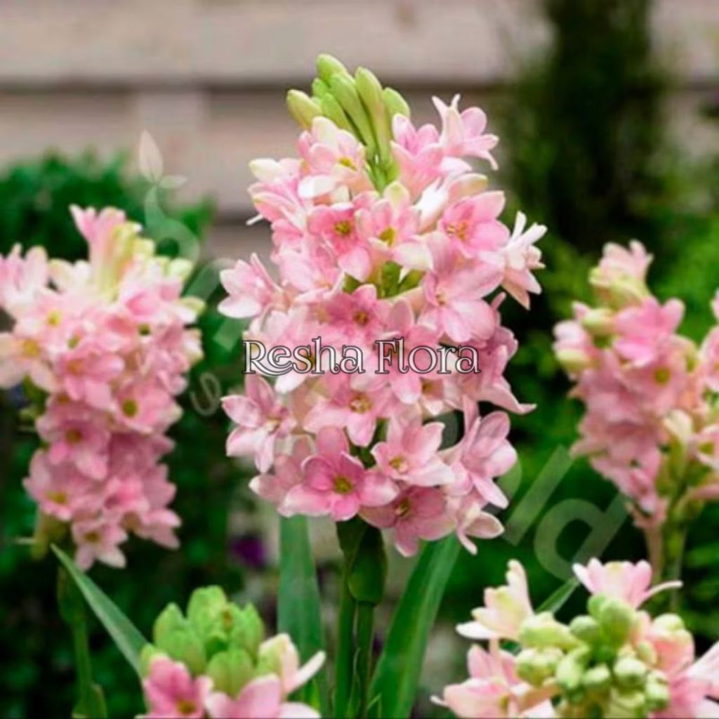 TANAMAN HIAS BUNGA SEDAP MALAM WARNA PINK SUDAH BERAKAR SIAP TANAM