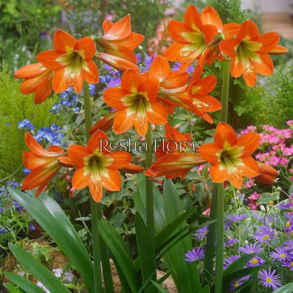 TANAMAN HIAS BUNGA SEDAP MALAM WARNA OREN AKAR SEHAT SIAP TANAM