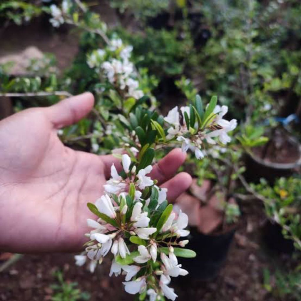 Bibit saeng simbur vietnam bunga putih 30-50cm tanaman