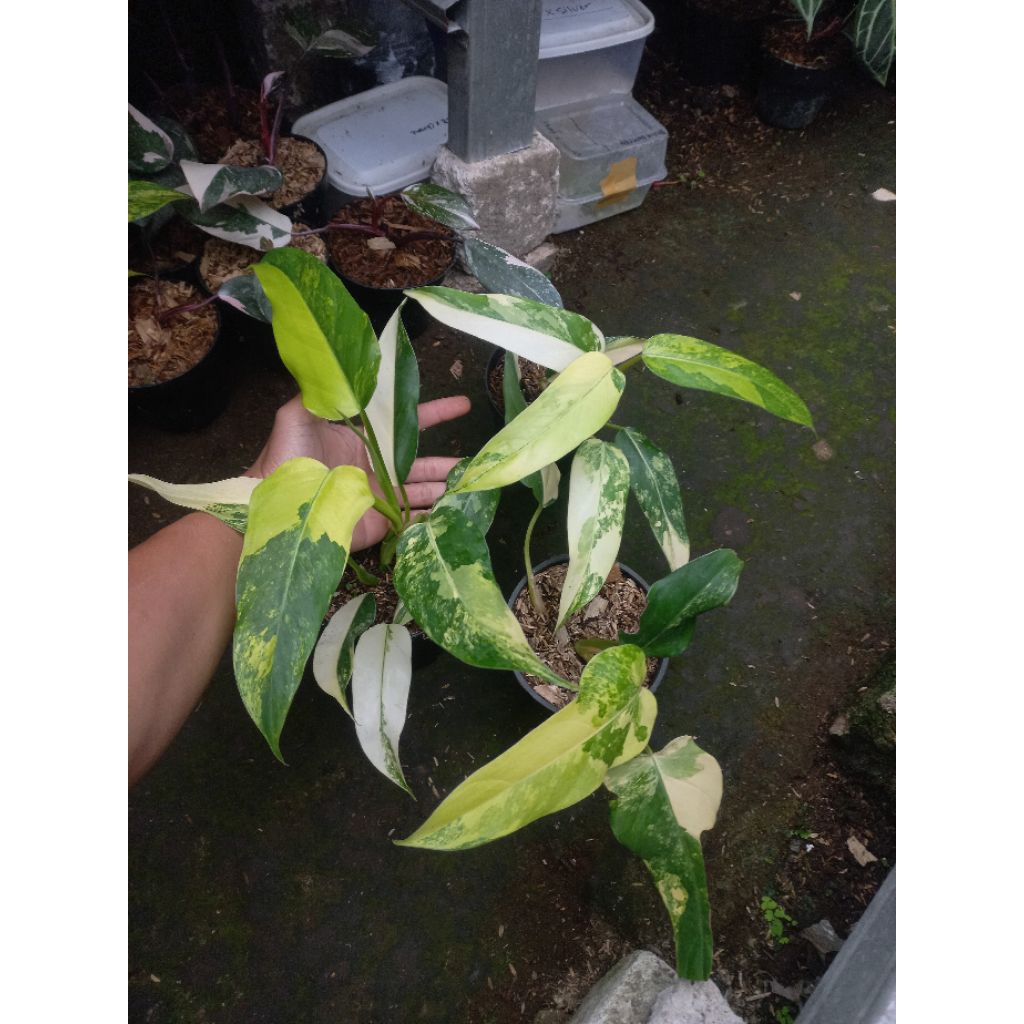 Tanaman Hias Philodendron Domesticum Variegata / Philo Domestikum variegata