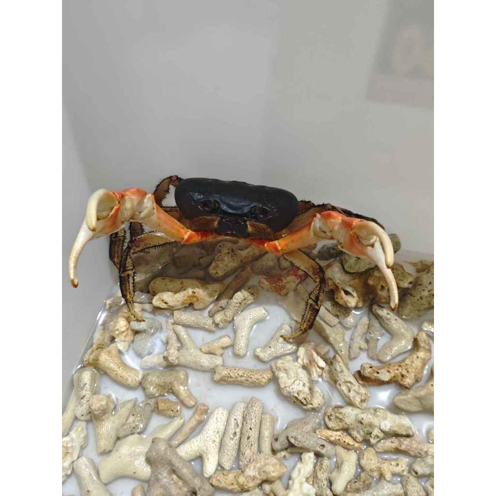 Kepiting hias magnum jumbo 9 cm up