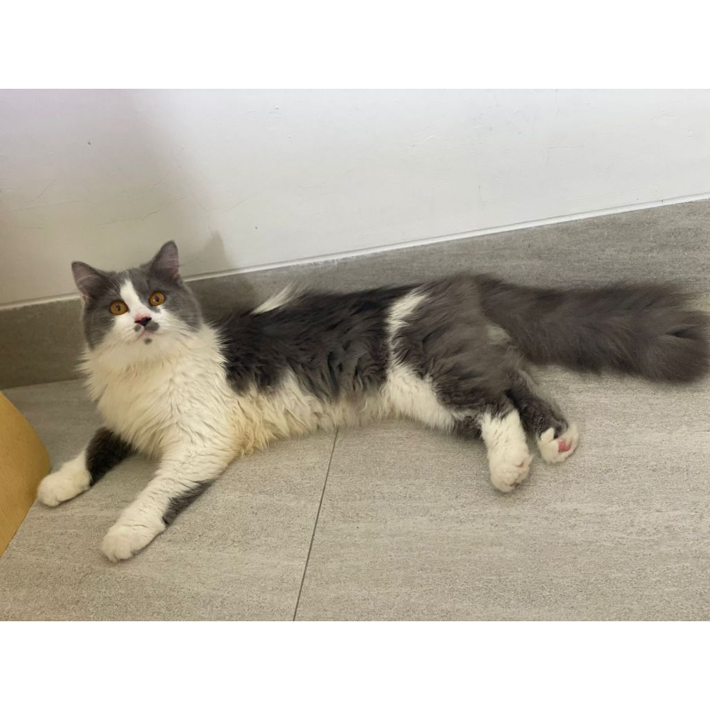 Lepas Adopsi Kucing Persia Mix Medium Betina Cebol