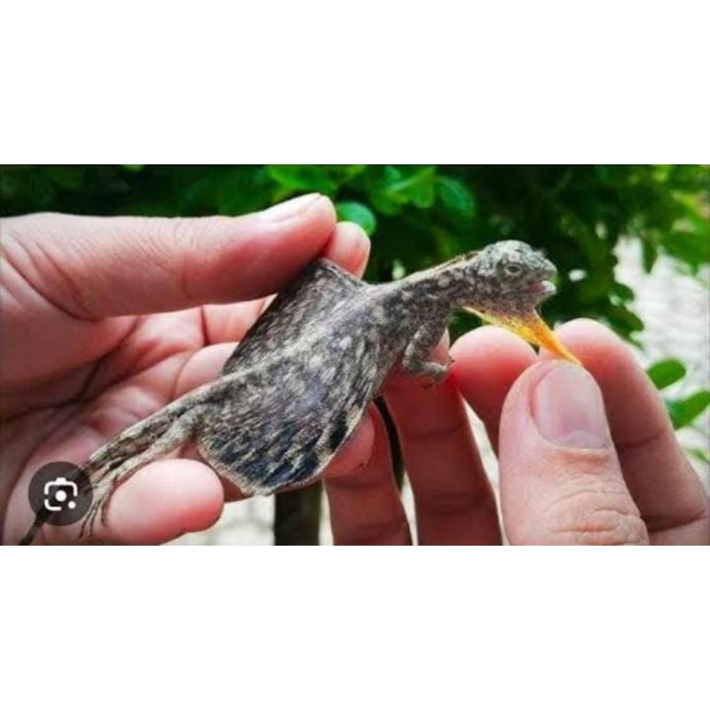 Cicak Terbang Tlarap Obat Herbal Alami Asli Hidup Murah Mainan Anak