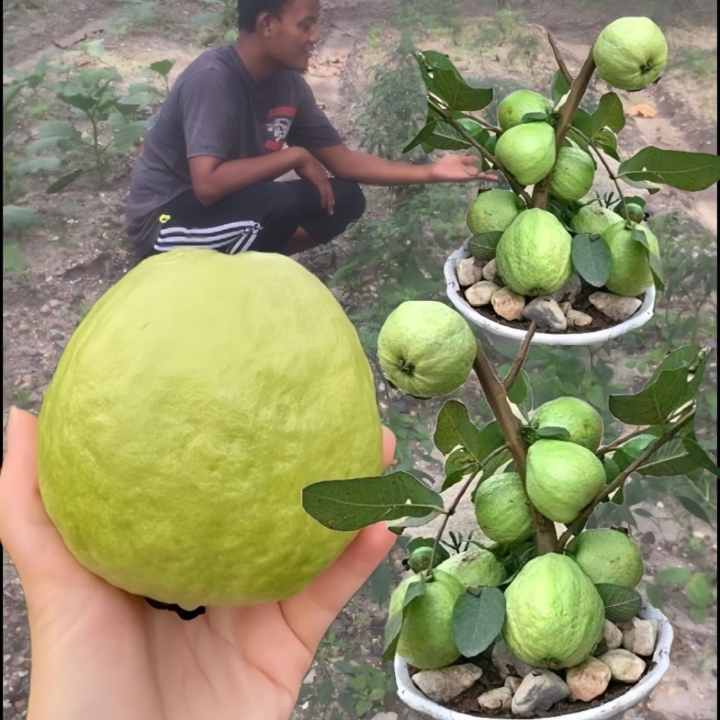 10 Biji Benih Jambu Kristal Bangkok Biji Benih Siap Semai kemasan Klip Benih Jambu