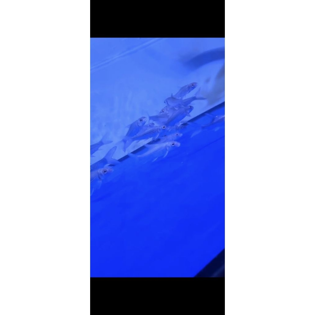 jullieni barb/julieni barb/juleni/julaini/jule /probarbus jullieni ukuran 12 cm murmer