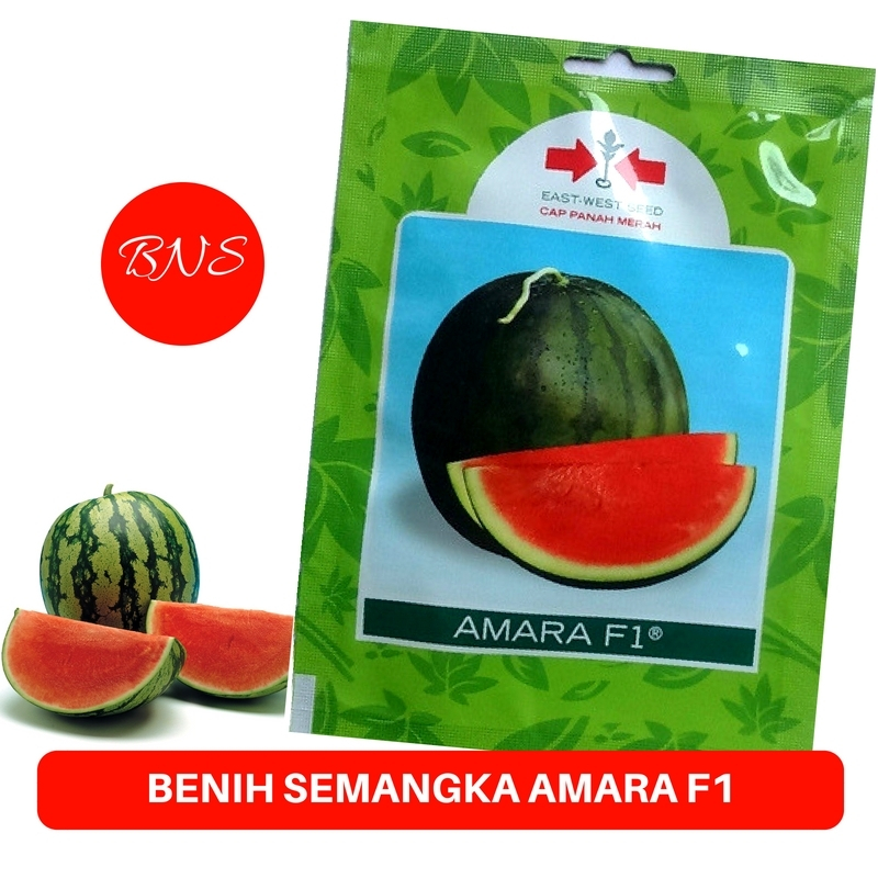 Benih Bibit semangka panah merah AMARA F1 360 butir semangka hibrida amara hibrida bulat merah tidak