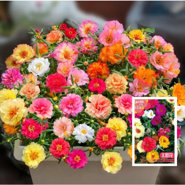 B149 Benih Import Bunga Krokot Tumpuk Mix Warna Isi 10.000 Biji Berkualitas Tahan Penyakit Asli Kema