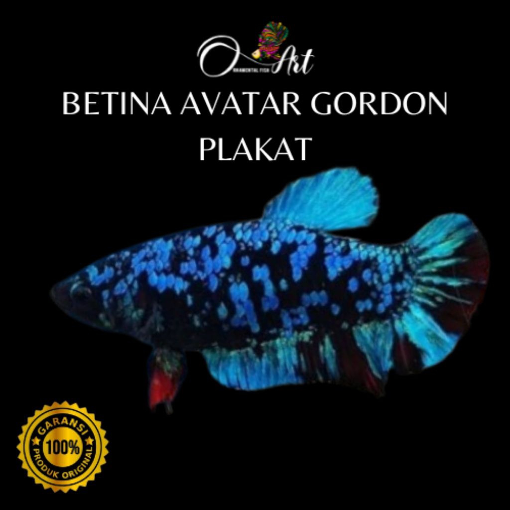 Betina Avatar Pk Size XL (GEDE) 5 BULAN UP Induk Siap Breed Dekorasi Aquascape