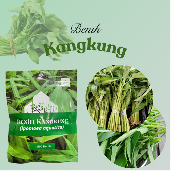 Benih Kangkung/Benih Kangkung Murah/Benih Kangkung(ipomoea aquatica)