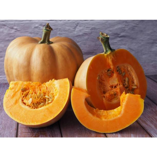 TANAMAN SUPER BENIH LABU KUNING