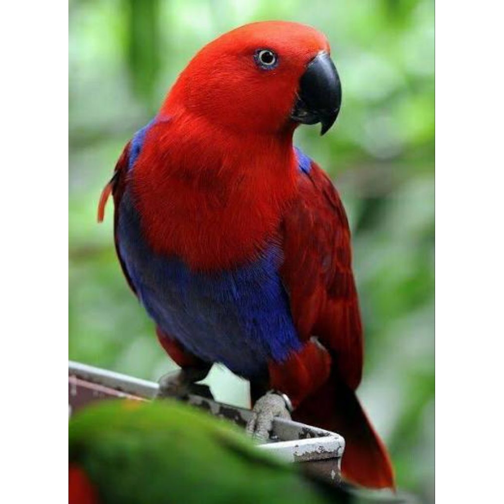 telur burung nuri pelangi 2 butir siap tetas