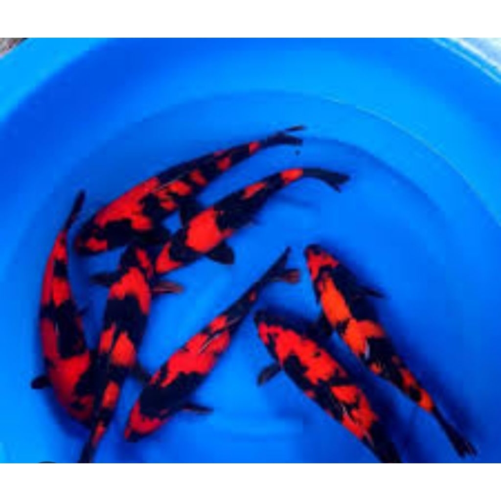 promo koi Naruto biju gama 10 pcs dekorasi Akuarium aquaseceps air tawar semoga selamat sampai tujua