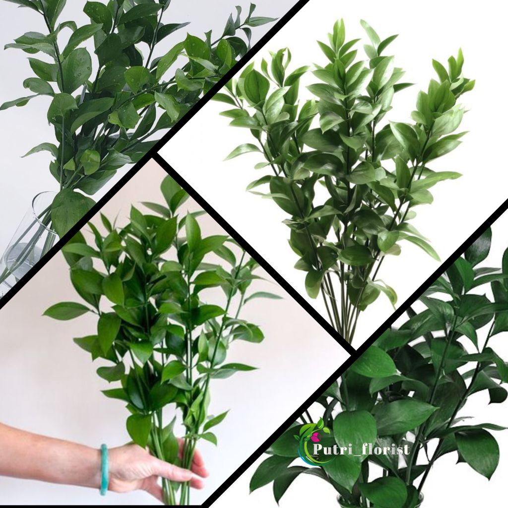 Bunga potong Ruskus | Daun Potong Ruskus Segar ( 1 ikat 10 batang )