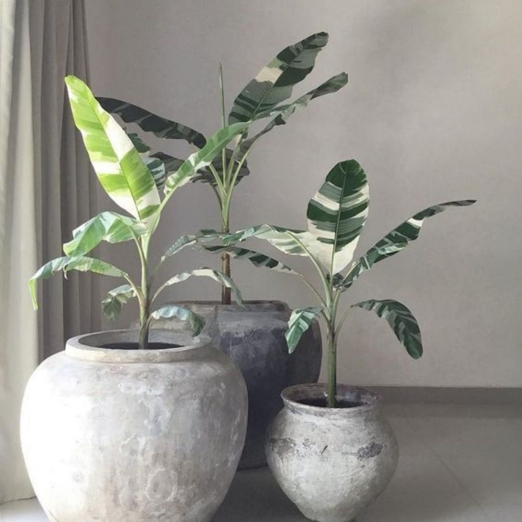 Bisa COD Bibit Pohon Pisang Varigata Tinggi 70-100 cm - Pohon Pisang - Pisang Variegata