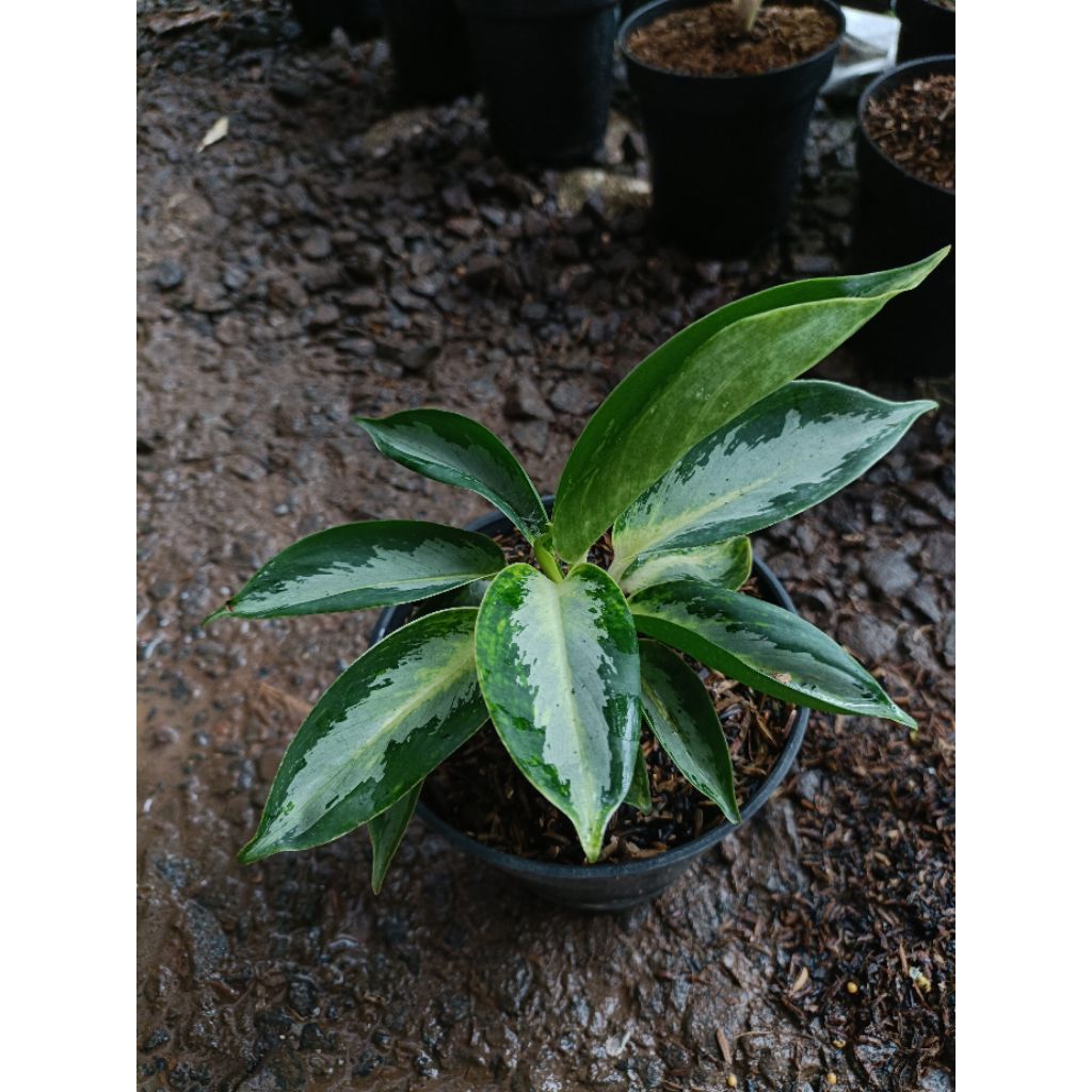 Tanaman Hias Aglaonema Baby Green Bowl - Tanaman Hias Aglaonema Green Bowl Baby an