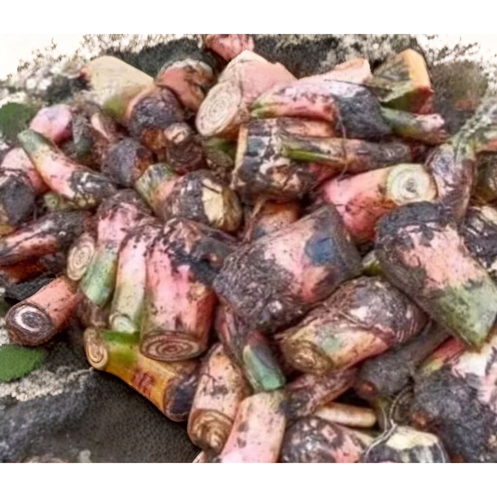 bibit pisang ambon lumut