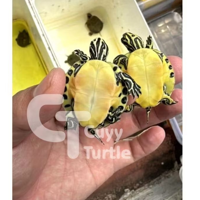 Peninsula Cooter | Peninsula Kuning