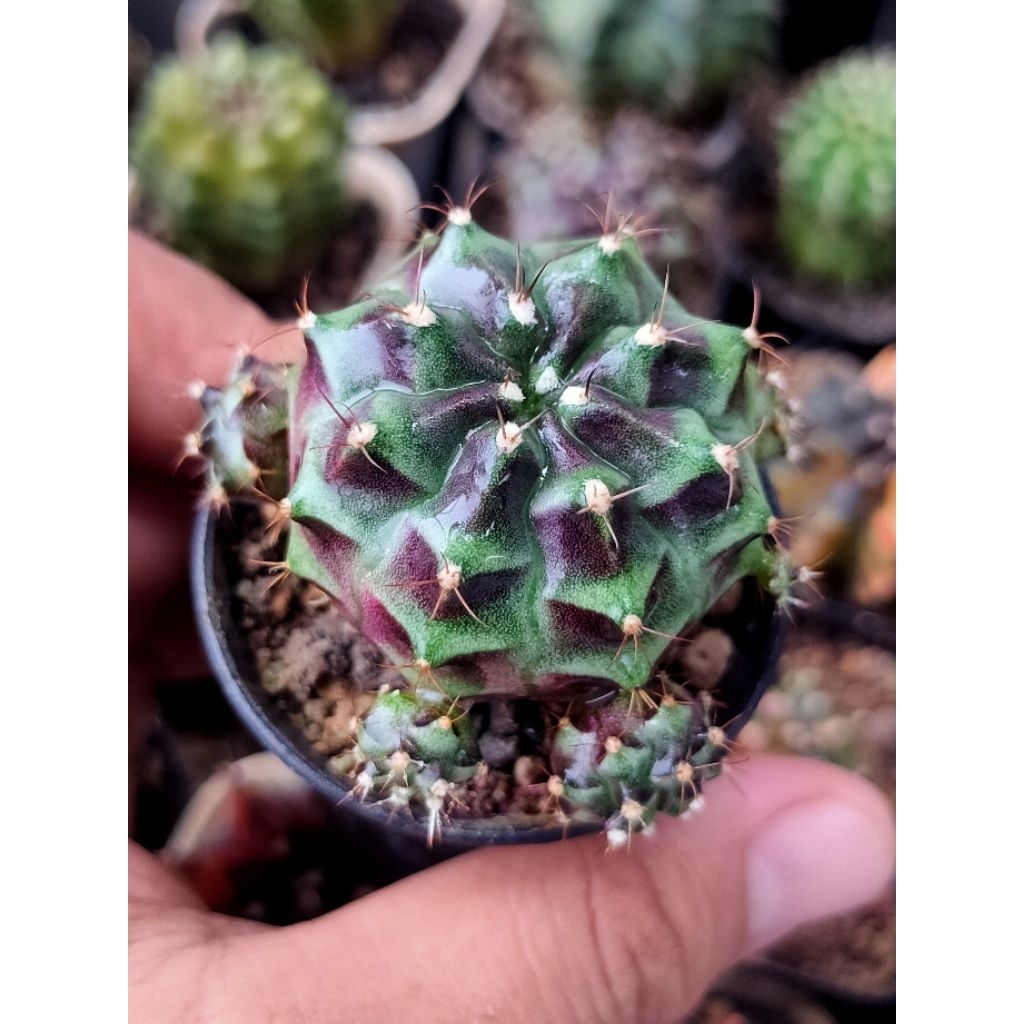 GYMNO HYBRID//MEDUSA HYBRID CLUSTER ANAK GAMPANG NGAKAR DI POT 5CM//KAKTUS HIDUP//KAKTUS//KAKTUS MUR