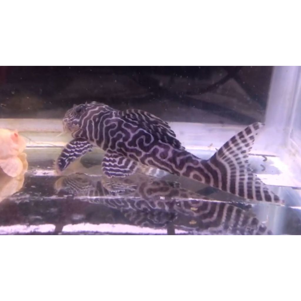 PLECO L236 CRACKED ZEBRA size 11-13cm (hypancistrus sp)