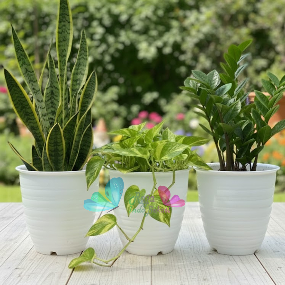 Pot Ruby Pirus 20 Putih - Pot Tawon Pirus Tirus 18 20 21 24 25 Cm Putih Hitam Murah