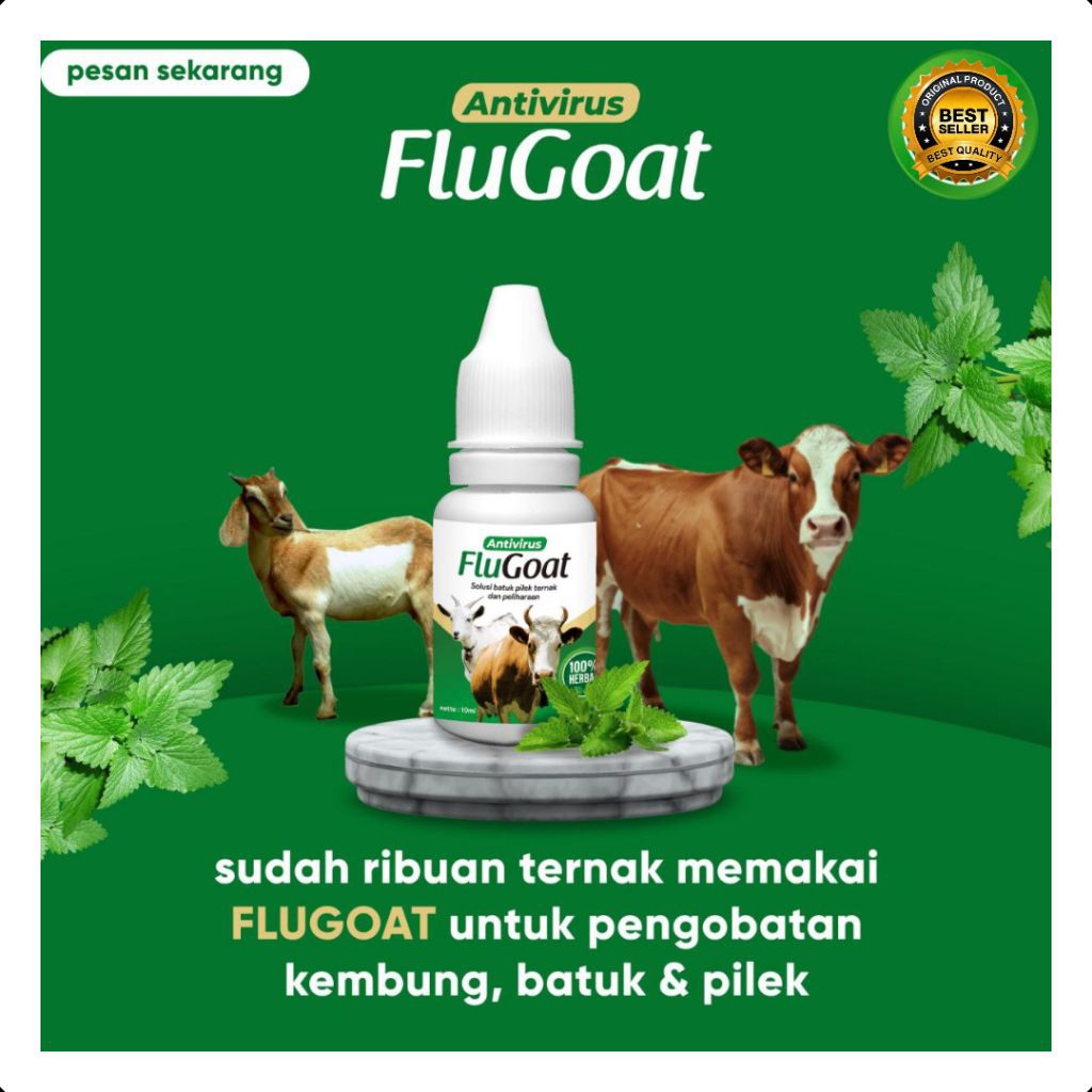 TERBAIK  Obat Flu Babi Kampung, Obat Flu Babi Paling Ampuh, Obat Flu Babi