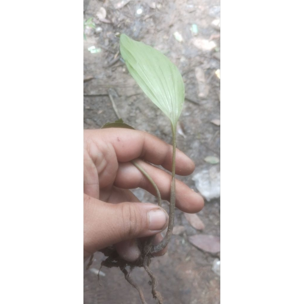 Ulmus/elm Cina (Ulmus parvifolia)