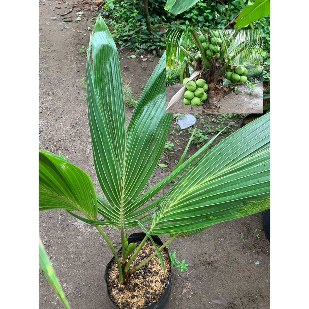 bibit kelapa wulung / kelapa hijau wulung