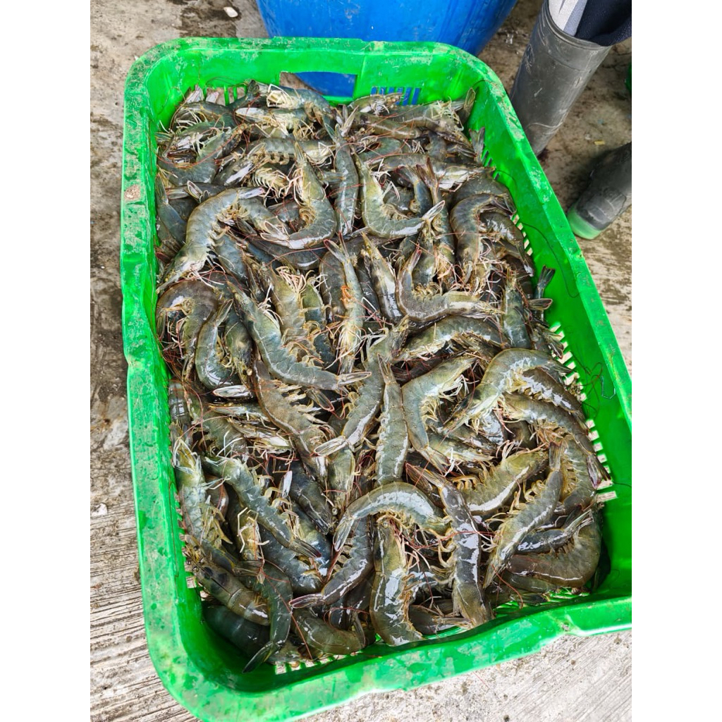 Udang Vaname Size Jumbo