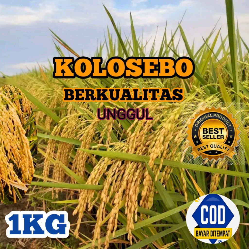 BENIH PADI KOLOSEBO BERKUALITAS UNGGU KEMASAN 1KG
