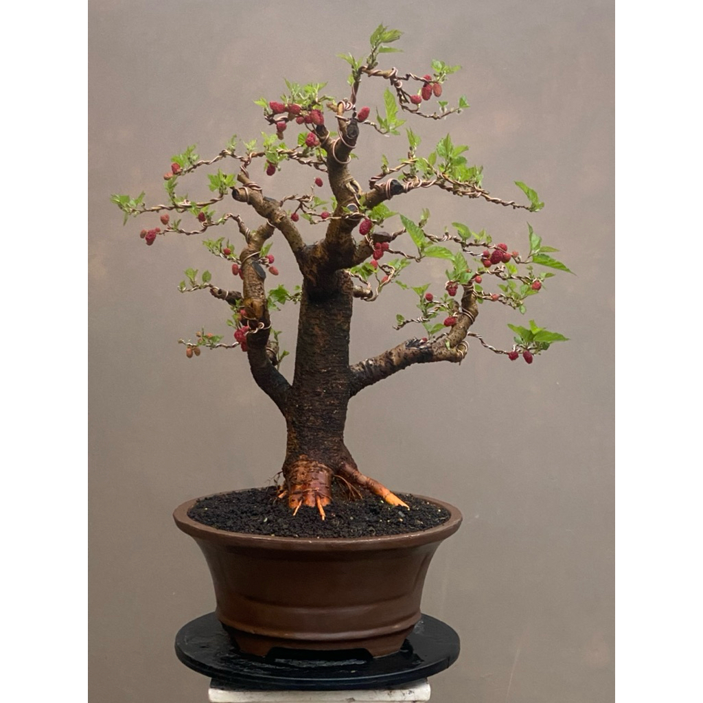 Bonsai murbei medium