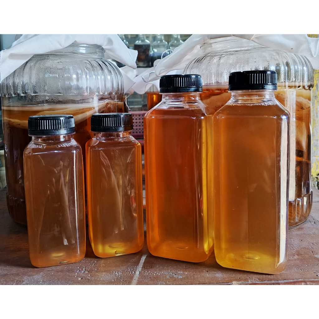 JAMUR KOMBUCHA ( JAMUR DIPO )