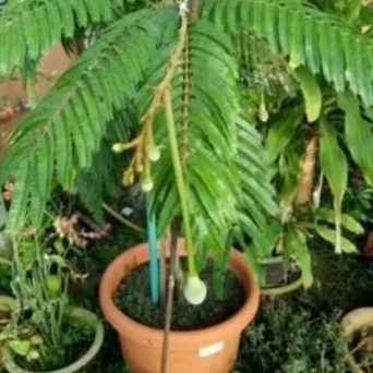 Bibit Tanaman Petai Hibrida Okulasi Cepat Berbuah