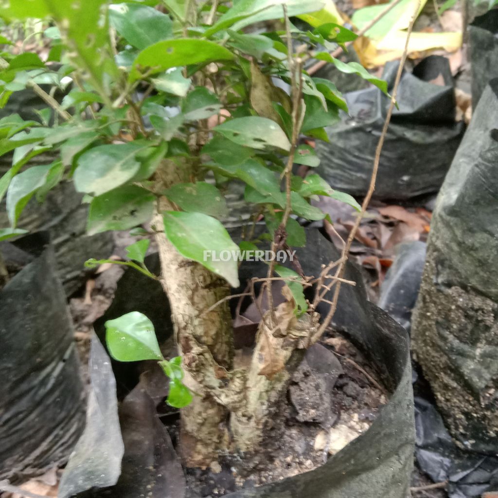 FLOWER DAY | Bahan bonsai Kemuning lokal / Kemuning Jawa istimewa realpic