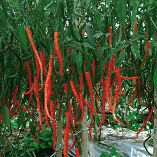 10 Biji Benih Cabe Keriting LAJU F1