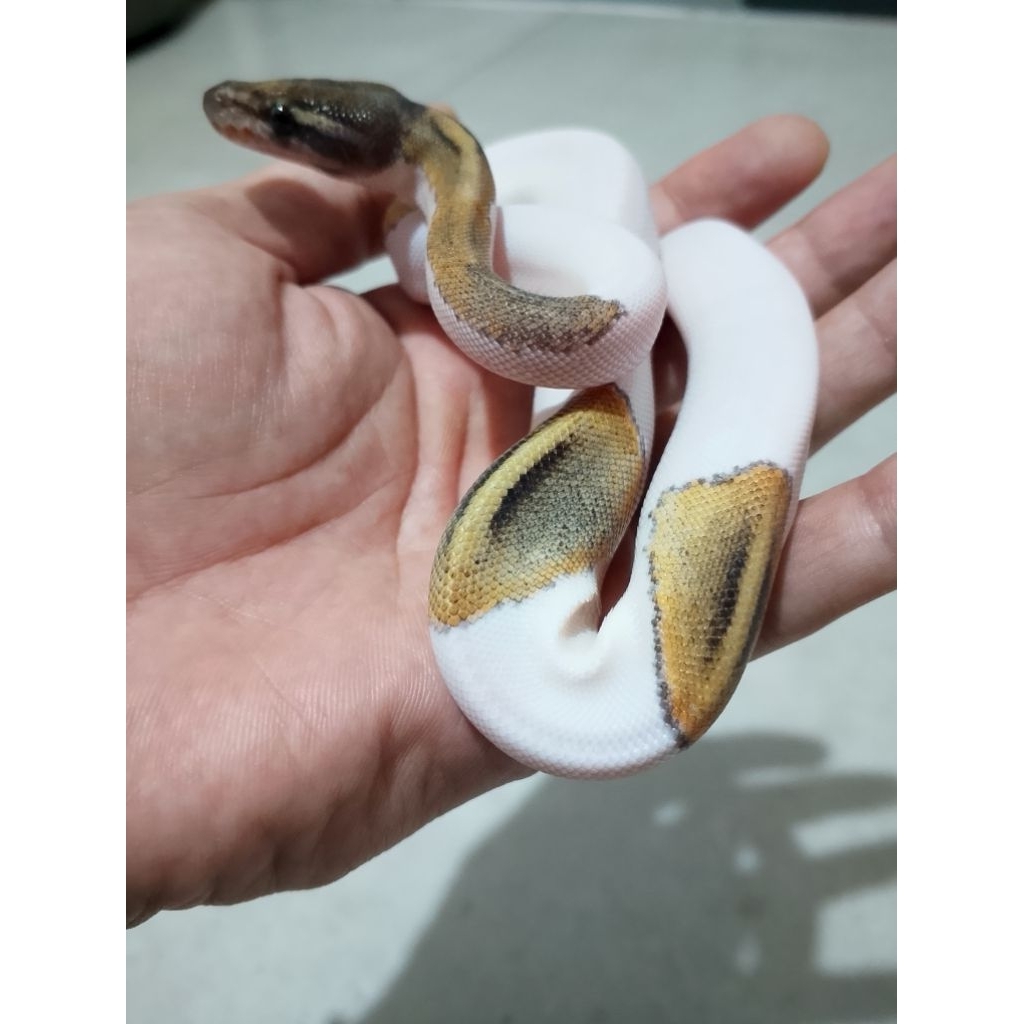 ball python Mojave pied betina