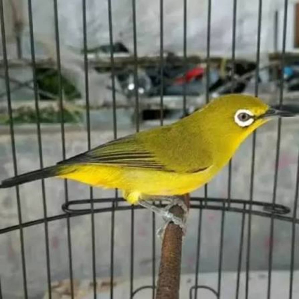 Pleci dakun malang pilihan jantan tulen