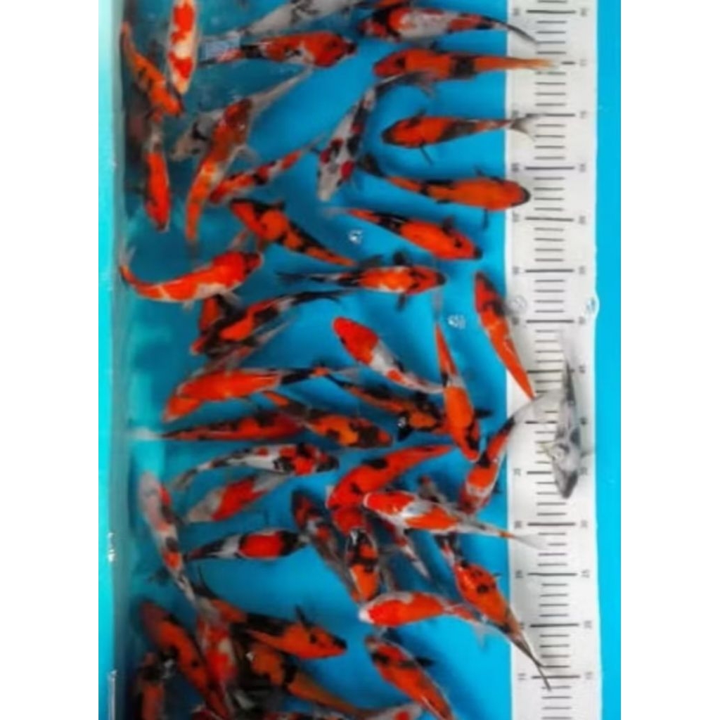 10 pancawarna koi Naruto dekorasi Akuarium aquaseceps air tawar 10 ekor