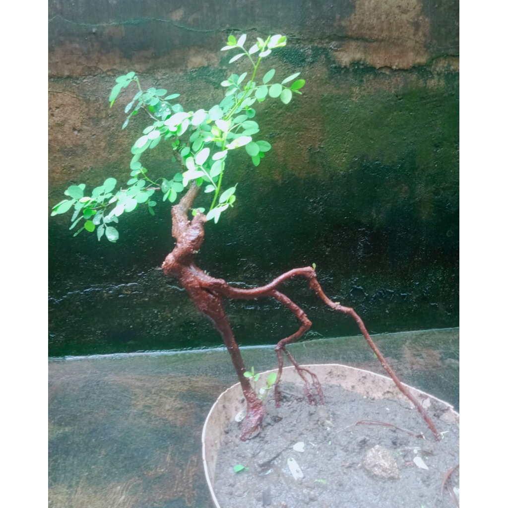 bonsai ileng ileng / bonsai murah /bahan mame