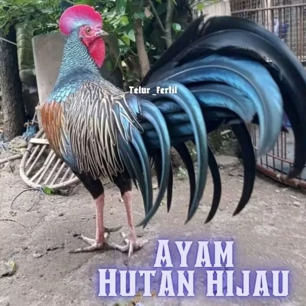 TELUR AYAM HUTAN HIJAU ORI UNTUK DITETASKAN