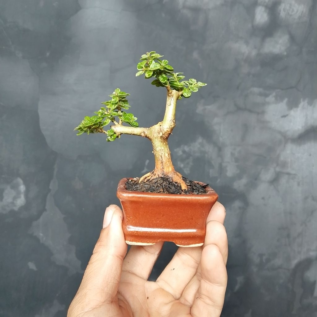 Bonsai ukuran shito mame sancang variegata