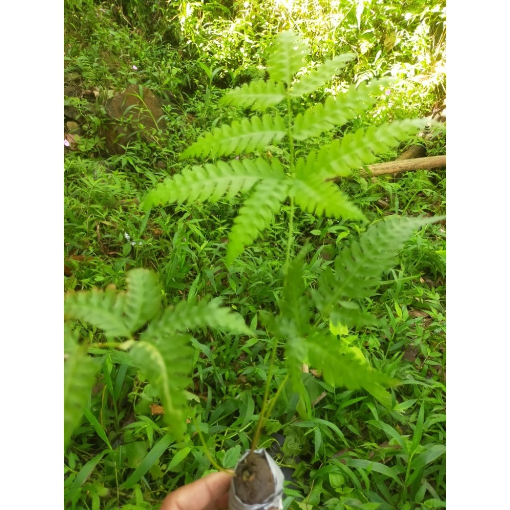 pakis hutan daun cantik langka