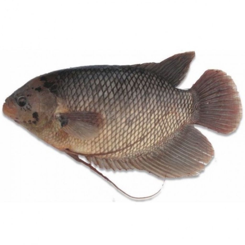 Ikan Gurame 1kg fresh hidup dibersihkan bukan frozen