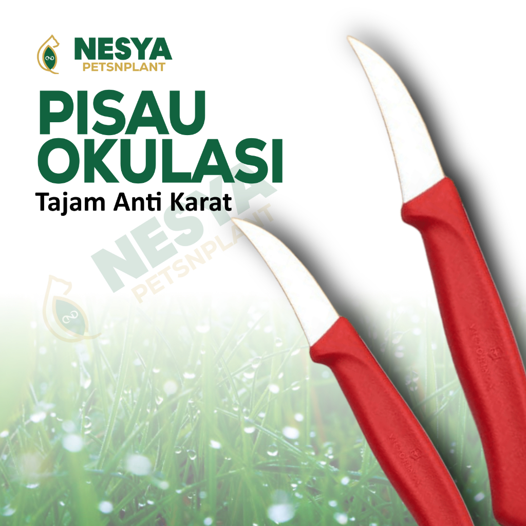 Pisau Okulasi Cangkok Sambung Pucuk Pisau Cangkok Tanaman