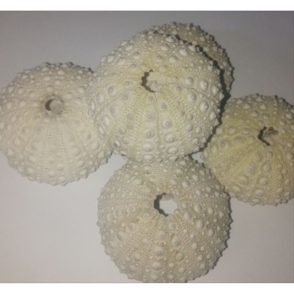 cangkang kerang bulu babi bulat atau landak