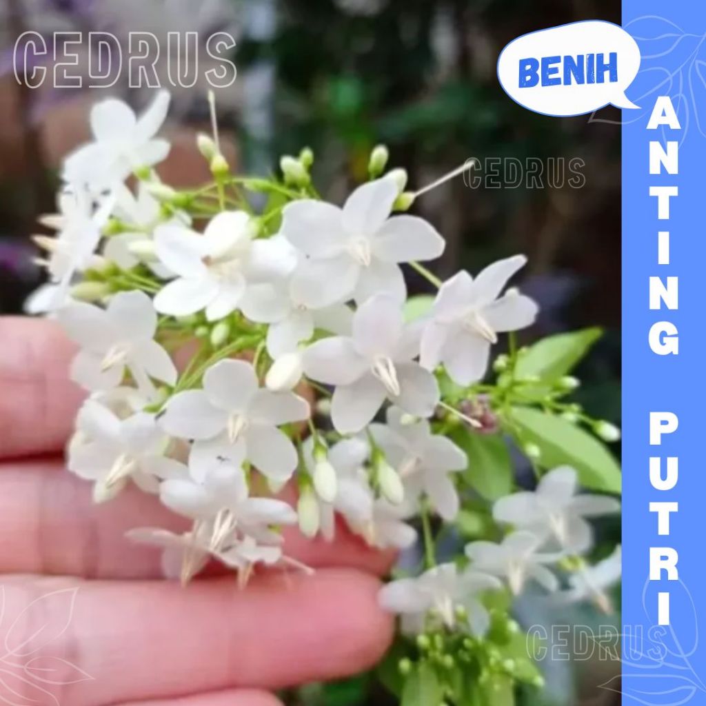 Benih ANTING PUTRI BONSAI Biji Bunga Water Lily