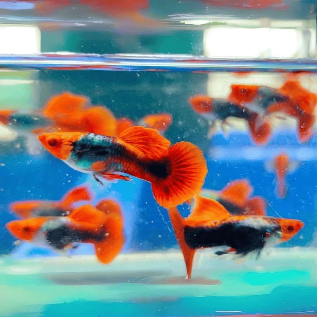 HIASAN AQUARIUM GUPPY TUXEDO KOI 35RB/ 3 PASANG