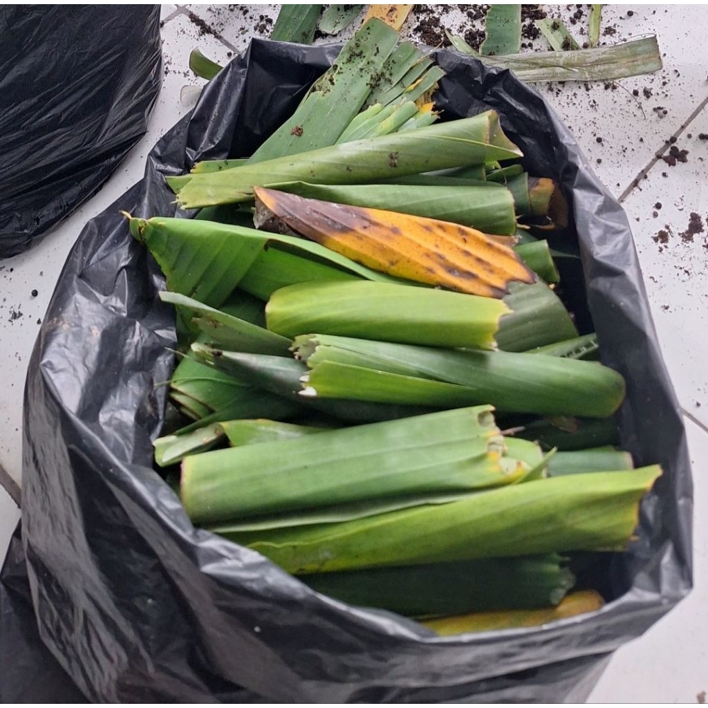 ulat/kepompong pisang