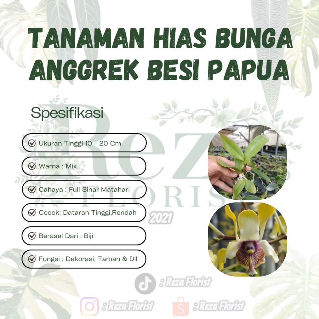 Tanaman Hias Bunga Anggrek Seedling Dendrobium Besi Papua ( Self / Hybrid ) Mix